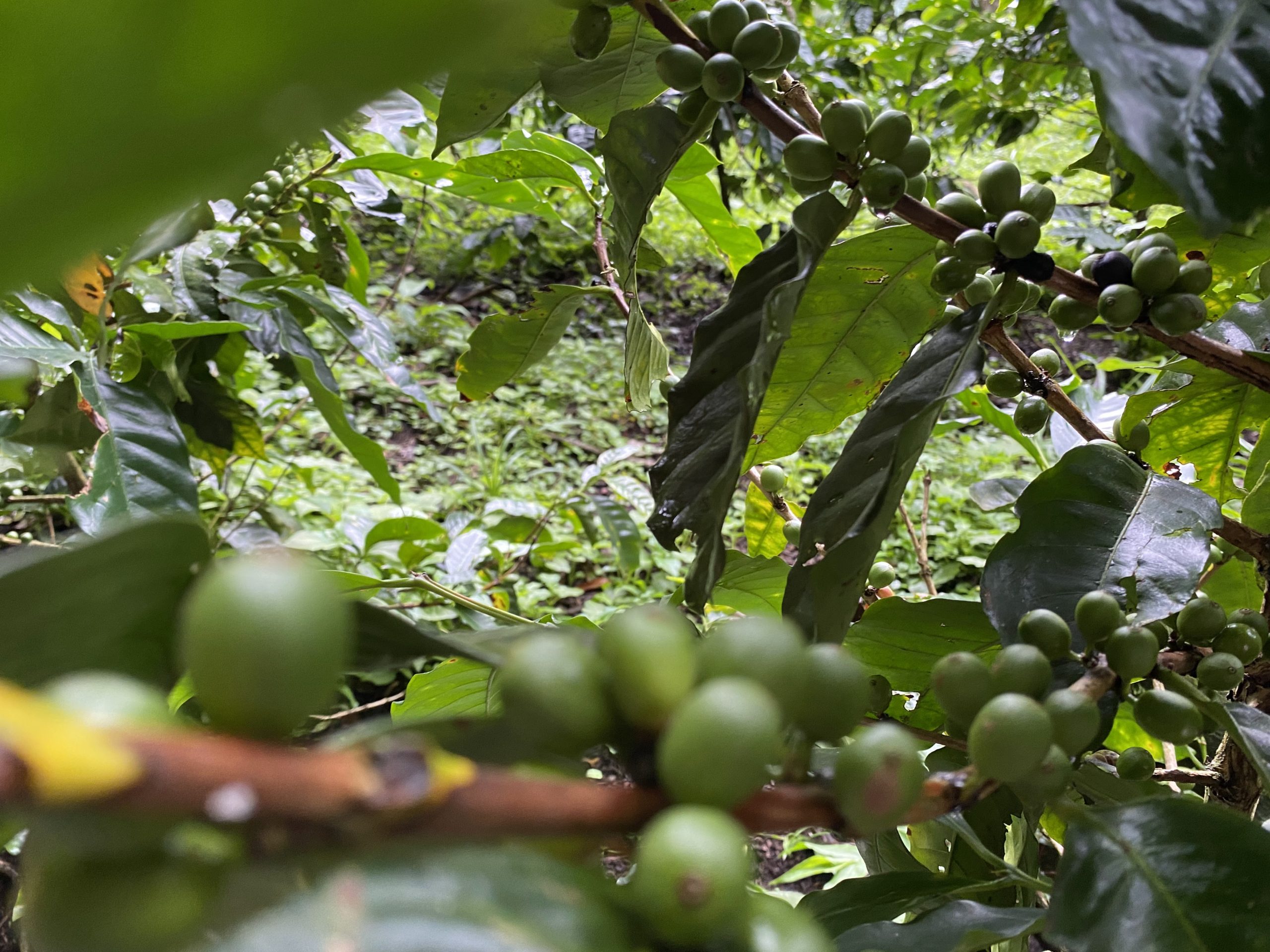 Coffee plantation Monteverde, Costa Rica